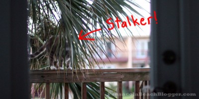 stalker-1
